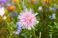 European chamomile Michaelmas Aster amellus. Aster. Bright blue flower aster closeup.