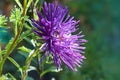 European chamomile Michaelmas Aster amellus. Aster. Bright blue flower aster closeup. Nature.