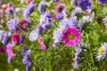 European chamomile Michaelmas Aster amellus. Aster.