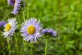 European chamomile Michaelmas Aster amellus. Aster.