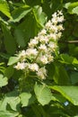 European Chestnut Flowers