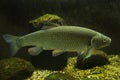 The European Chub Squalius cephalus. Royalty Free Stock Photo