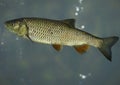 European chub Squalius cephalus Royalty Free Stock Photo