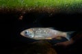 The european chub Squalius cephalus in the water under green water plants. Brown fish in the water Royalty Free Stock Photo