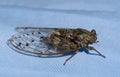 European Cicada landed on my husband's shirt!