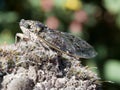 European Cicada macro on moss