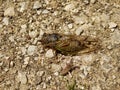 European Cicada Royalty Free Stock Photo