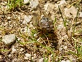 European Cicada Royalty Free Stock Photo