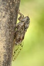 European cicada, Cicada orni in Krk, Croatia