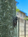 european cicada on tree in summer Royalty Free Stock Photo