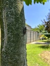 european cicada on tree in summer Royalty Free Stock Photo
