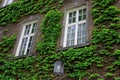 European brick building with squared windows with green ivy and outdoor latern.