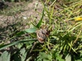 European cockchafer, Maybug or doodlebug (Melolontha hippocastani) crawlingona plant in bright sunlight in summer