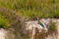 European colorful bee-eater (Merops apiaster) outdoor Royalty Free Stock Photo