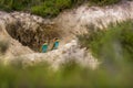 European colorful bee-eater (Merops apiaster) outdoor Royalty Free Stock Photo