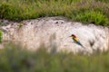 European colorful bee-eater (Merops apiaster) outdoor Royalty Free Stock Photo