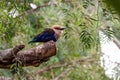 European colorful bee-eater (Merops apiaster) outdoor Royalty Free Stock Photo