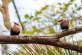 European colorful bee-eater (Merops apiaster) outdoor Royalty Free Stock Photo