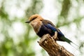 European colorful bee-eater (Merops apiaster) outdoor Royalty Free Stock Photo