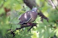 European columba palambus sit alone agains greeny natural background summertime