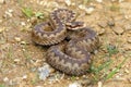 European common adder on the ground Royalty Free Stock Photo