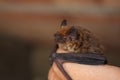 European Common Bat