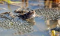 European Common brown Frog with eggs Royalty Free Stock Photo