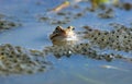 European Common brown Frog with eggs Royalty Free Stock Photo