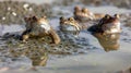 European Common brown Frog with eggs Royalty Free Stock Photo