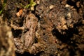 European common brown frog on forest floor Royalty Free Stock Photo