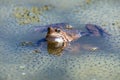 European Common brown Frog Rana temporaria with eggs Royalty Free Stock Photo