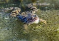 European Common brown Frog Rana temporaria with eggs Royalty Free Stock Photo