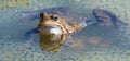 European Common brown Frog Rana temporaria with eggs Royalty Free Stock Photo