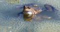 European Common brown Frog Rana temporaria with eggs Royalty Free Stock Photo