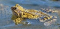 European Common brown Frog Rana temporaria with eggs Royalty Free Stock Photo