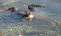 European Common brown Frog Rana temporaria with eggs Royalty Free Stock Photo