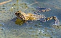 European Common brown Frog Rana temporaria with eggs Royalty Free Stock Photo