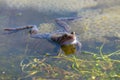 European Common brown Frog Rana temporaria with eggs Royalty Free Stock Photo