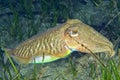European Common Cuttlefish, Cabo Cope Puntas del Calnegre Natural Park, Spain Royalty Free Stock Photo