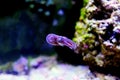 European common cuttlefish - Sepia officinalis Royalty Free Stock Photo