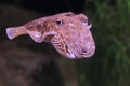 European common cuttlefish Royalty Free Stock Photo