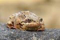 European common frog closeup
