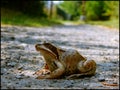 European common frog Royalty Free Stock Photo