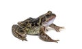 European common frog, Rana temporaria, isolated