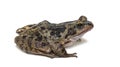 European common frog, Rana temporaria, isolated