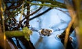 A European common frog Rana temporaria