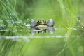 European common frog