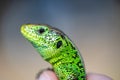 European common lizard in hand