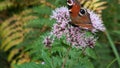 European Common Peacock butterfly (Aglais io, Inachis io) feeding on Summer Lilac flower Royalty Free Stock Photo