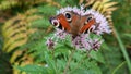 European Common Peacock butterfly (Aglais io, Inachis io) feeding on Summer Lilac flower Royalty Free Stock Photo